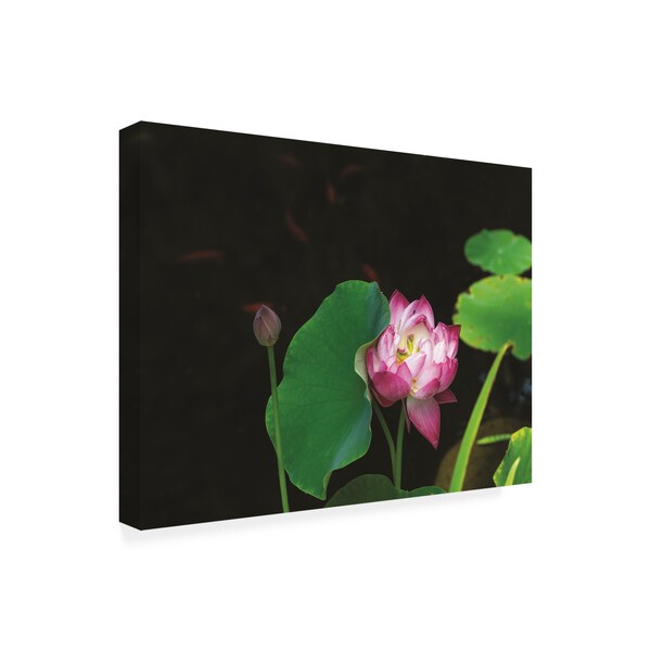 Kurt Shaffer Photographs 'Lotus And Coi' Canvas Art,24x32
